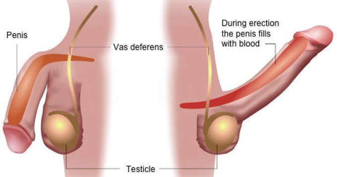 MAX MAN BLUE TABLETS EDITION :  pour hommes  adultes formules vegetale ; 800 mg par tablette BLUE 