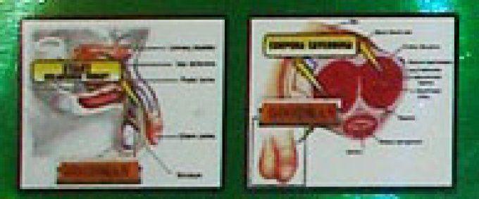 PLANT STRONG SEXUAL STAMINA FOR MEN :pour HOMME Adulte,lot 2 Dragees VEG. Vertes, exp: 2026.05.05